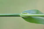 Rough barnyardgrass